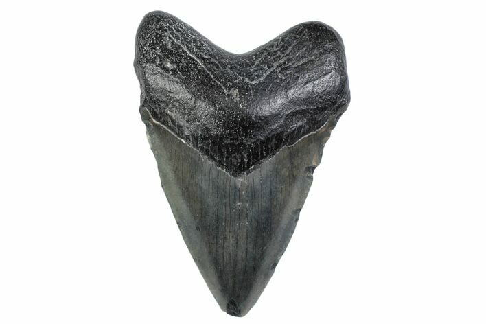 Fossil Megalodon Tooth - South Carolina #370457